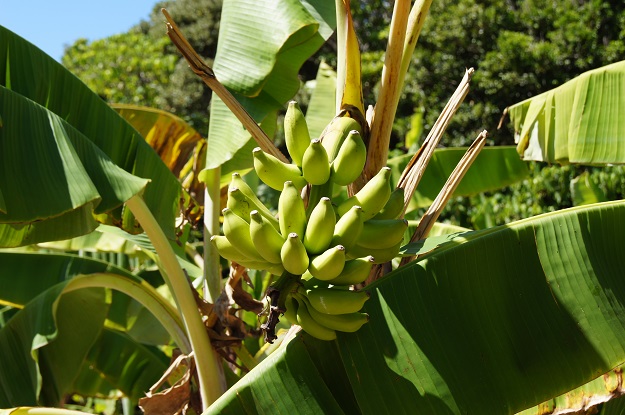 宮古島名物の一つ『島バナナ』の写真。10月頃の撮影。
