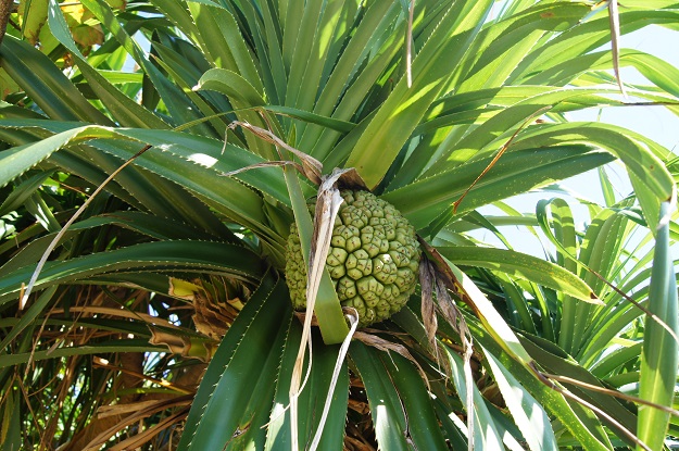 パイナップルに似た形をした島の植物の写真